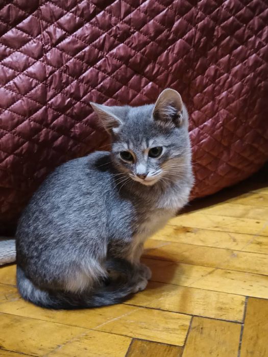 Маленький голубой полосатый котёнок мальчик табби ищет дом! Котята