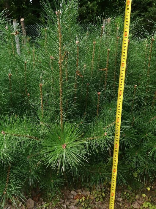 Sosna pospolita 2-i 3-letnia - sadzonki ze szkółki leśnej.