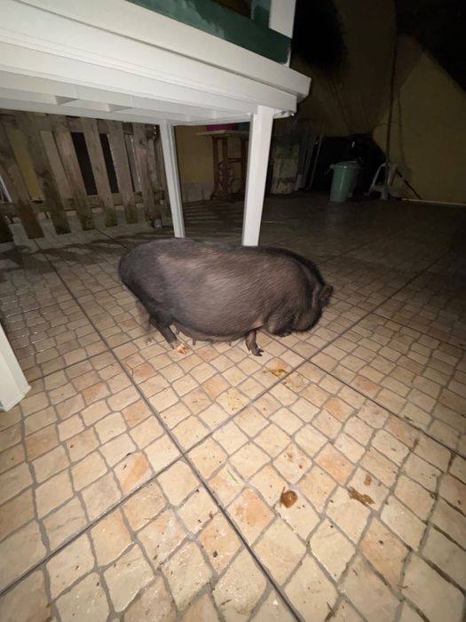 Porquinhos procuram novo lar