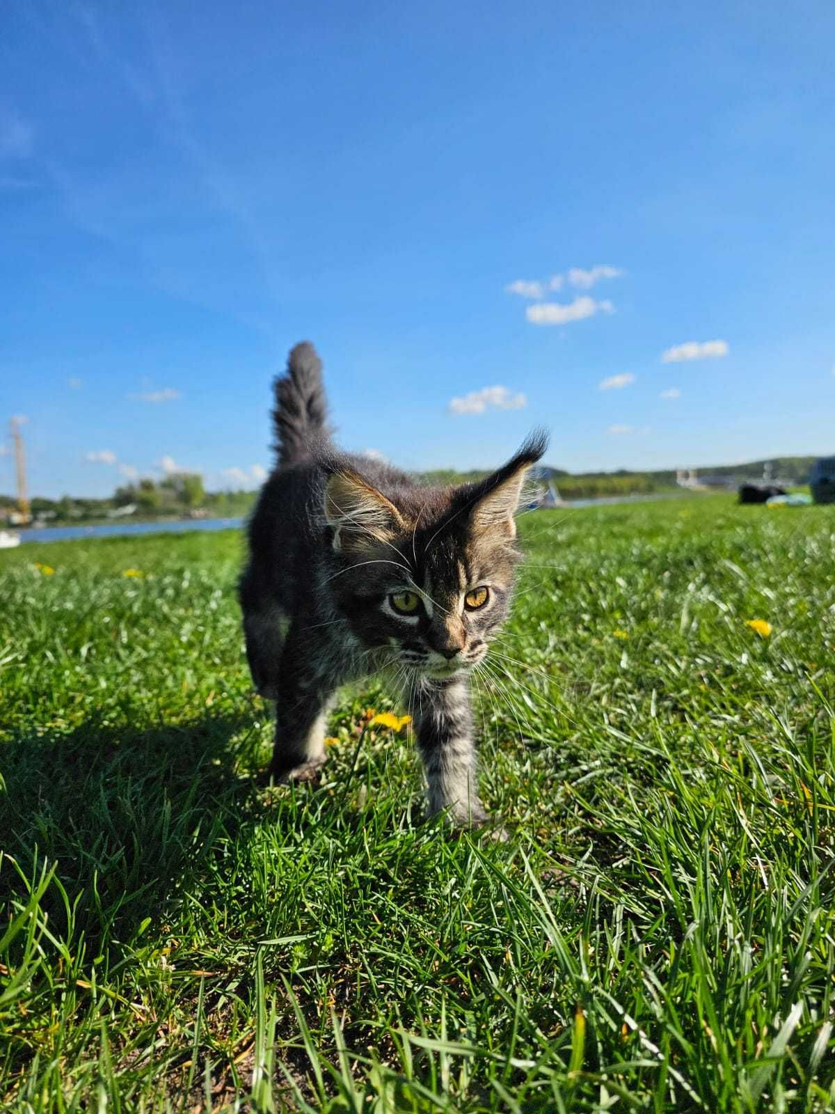 kotka maine coon