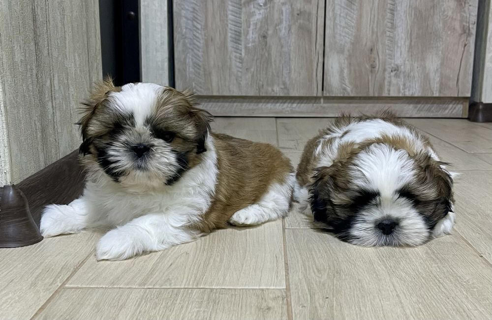Маленькі пухнастики породи Ши-Тцу