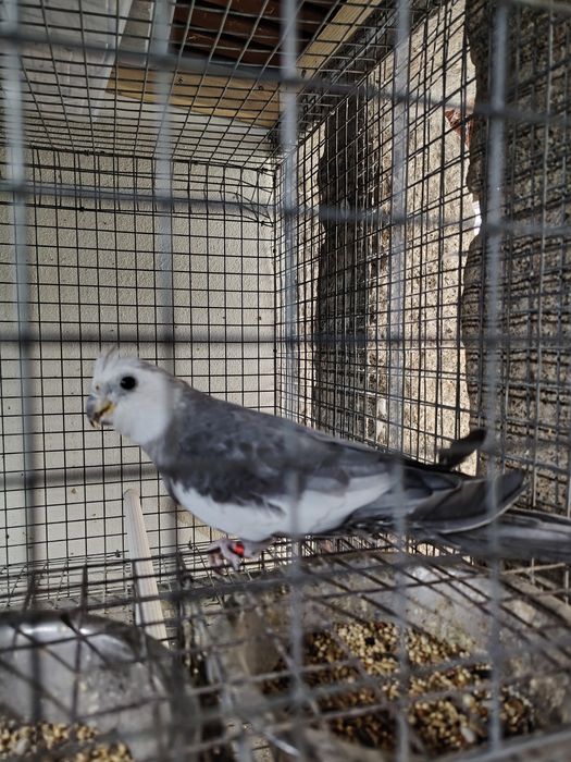 Troco caturra sexada