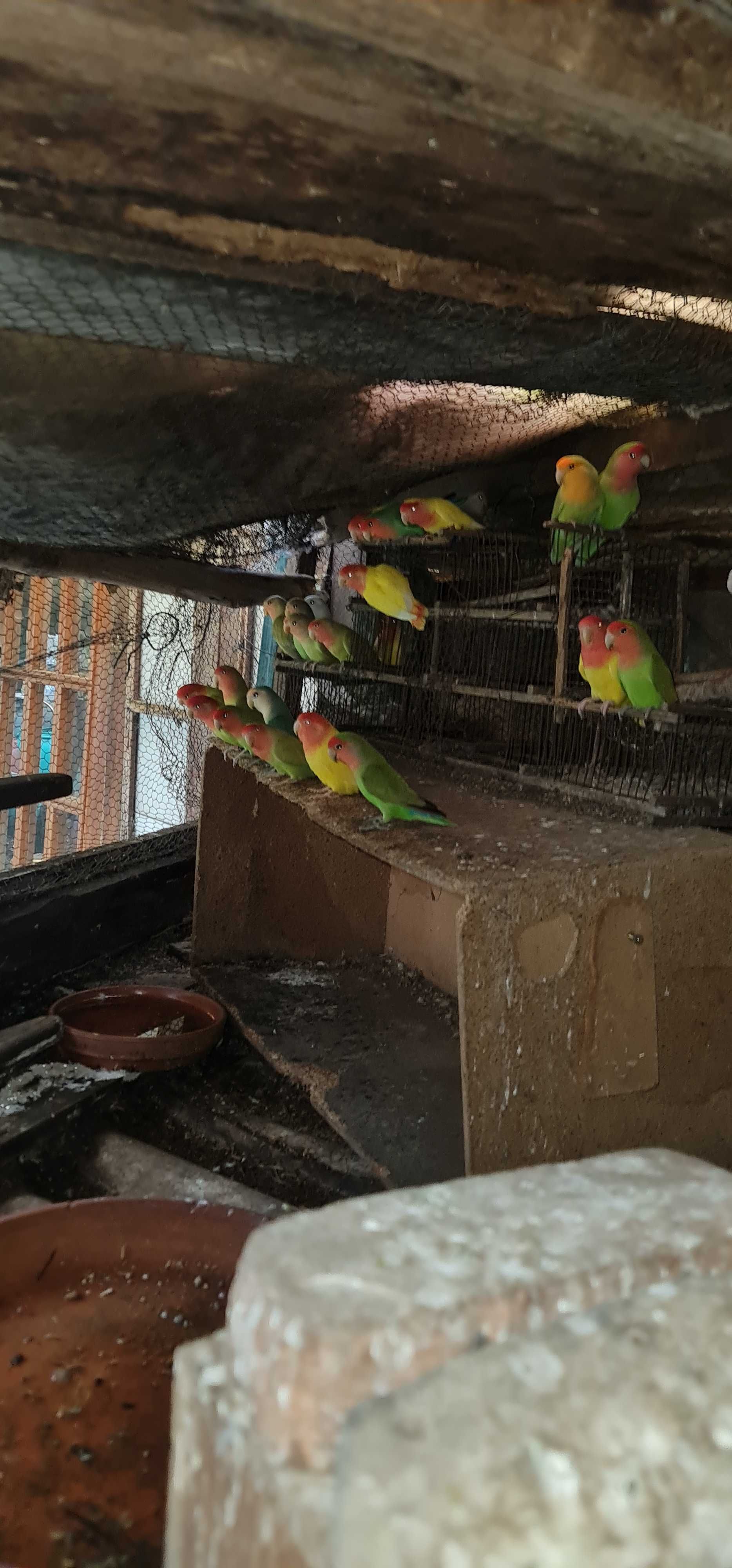 Passaros caseiros
