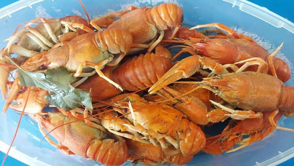 Раки варені морожені 500грам (лодочка) з Вилкове до 17шт/упак