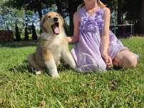 Owczarek szkocki collie 9 tyg suczka