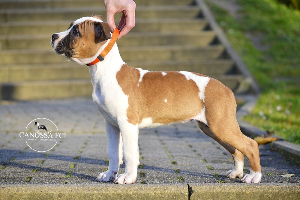AmStaff FCI/ZKwP American Staffordshire Terrier/suczka