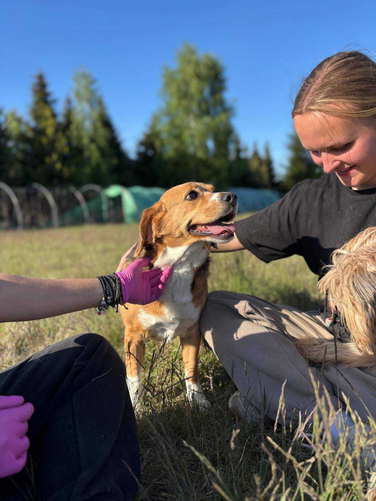 Lady - sunia w typie Beagle czeka na dom