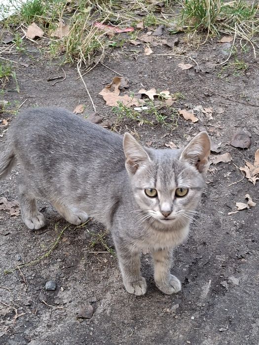 Кошенята,2,5 місяці, хлопчик , дівчинка
