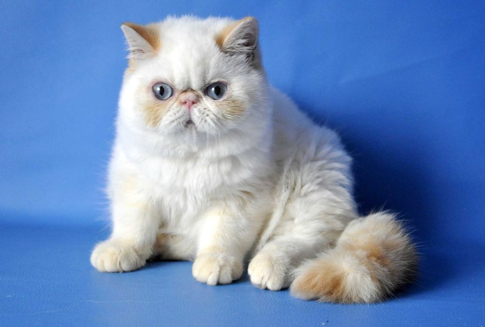 Мальчики экзотические короткошерстные  привиты