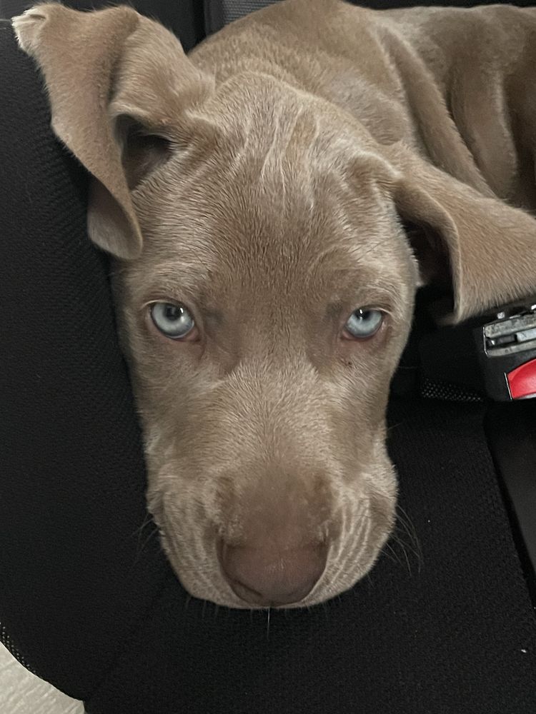 Braco Weimaraner para Adoçao responsavel