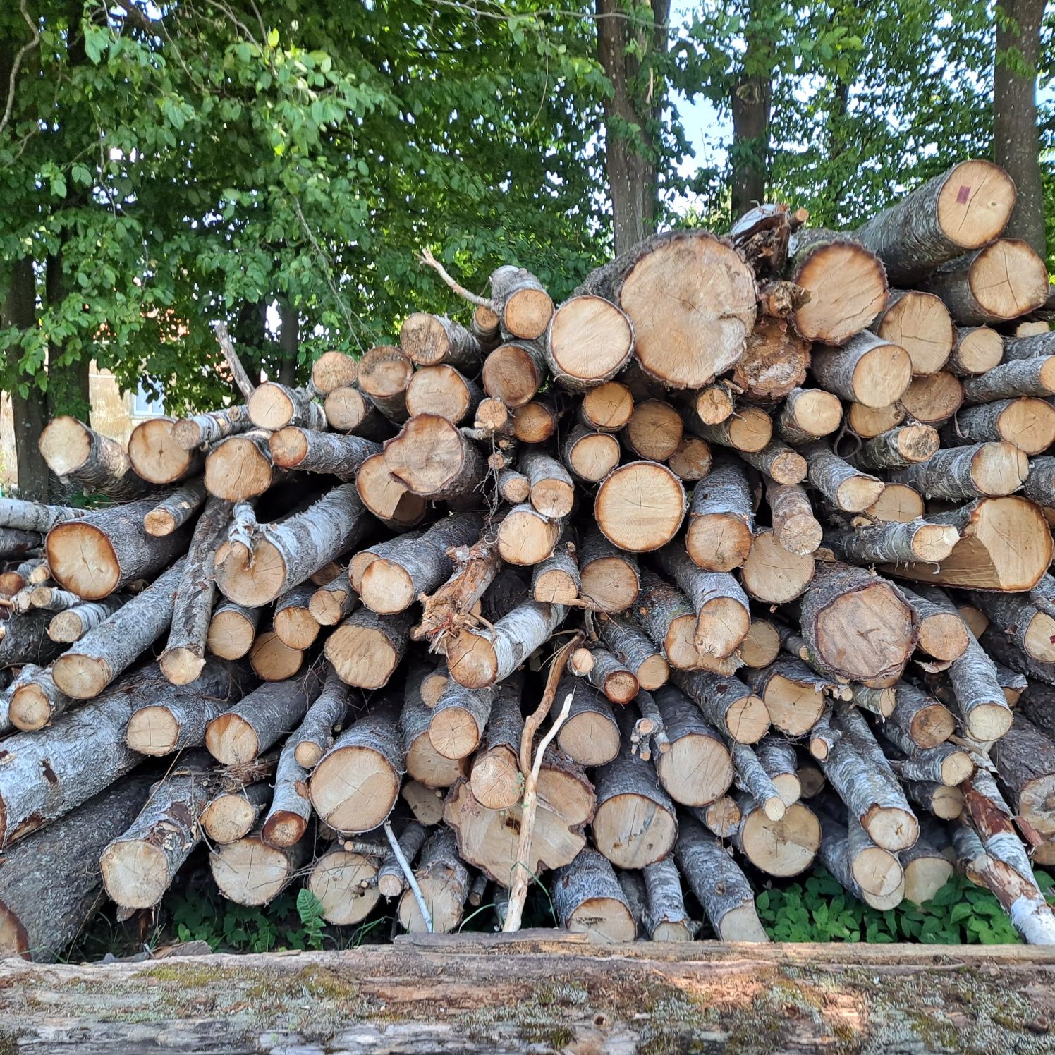 Gałęziówka mieszana oraz gruba brzoza kominkowa