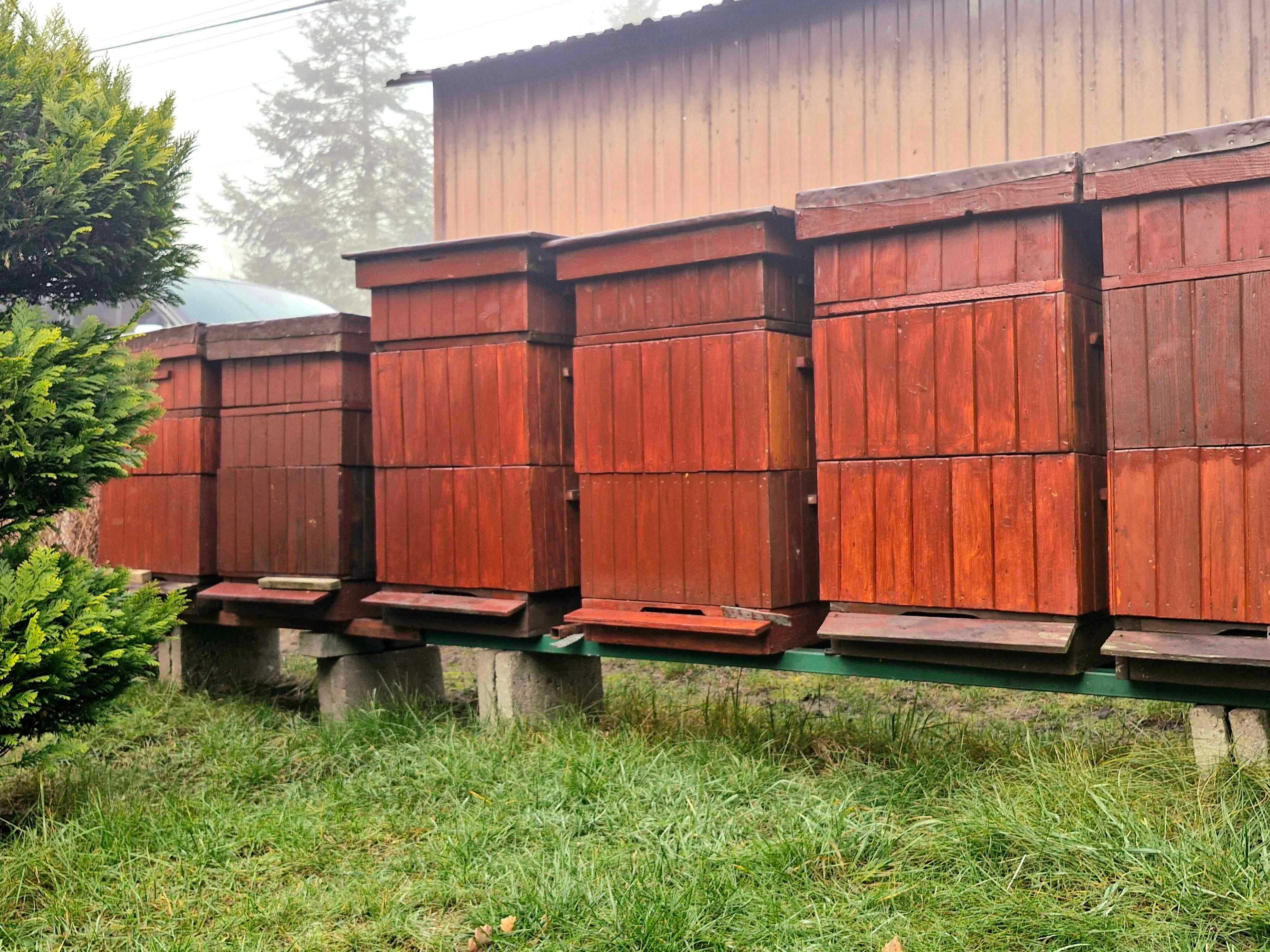 Sprzedam pyszny miód z własnej pasieki!