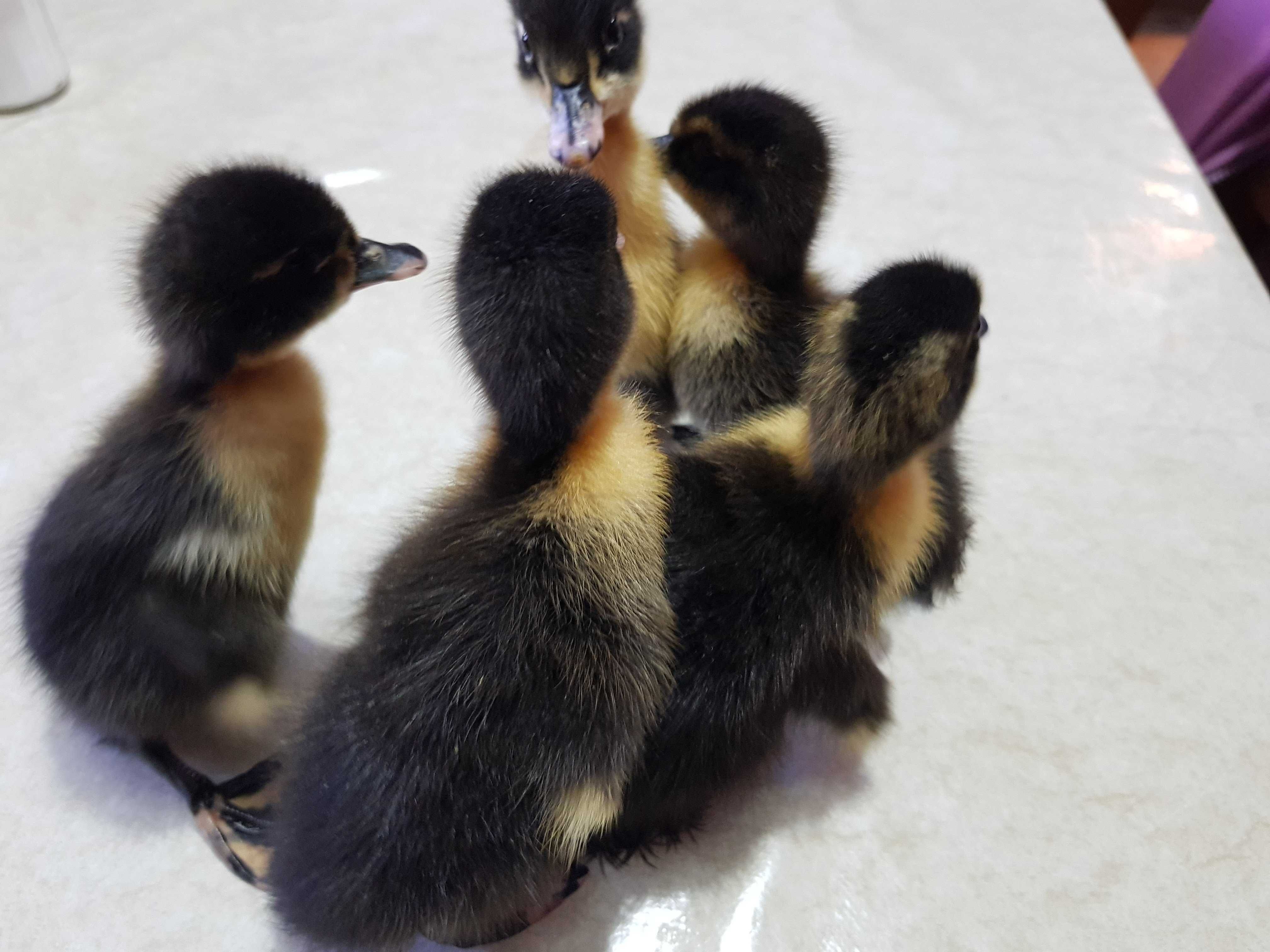 Kaczki pisklęta do odchowu różne mulard, pekin dostawa na miejsce
