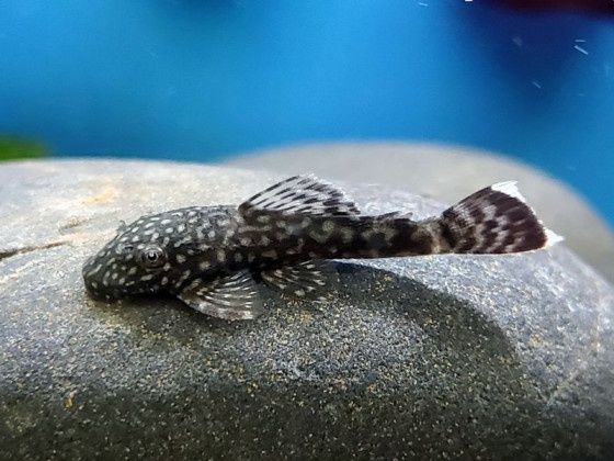 РИБКИ Анциструс  та малавійські цихліди