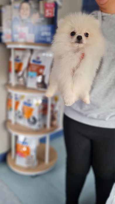 Spitz anao macho lulu Pomerânia lindo