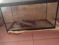 Akwarium o wymiarach długość 61cm wysokość 38cm szerokość 31cm