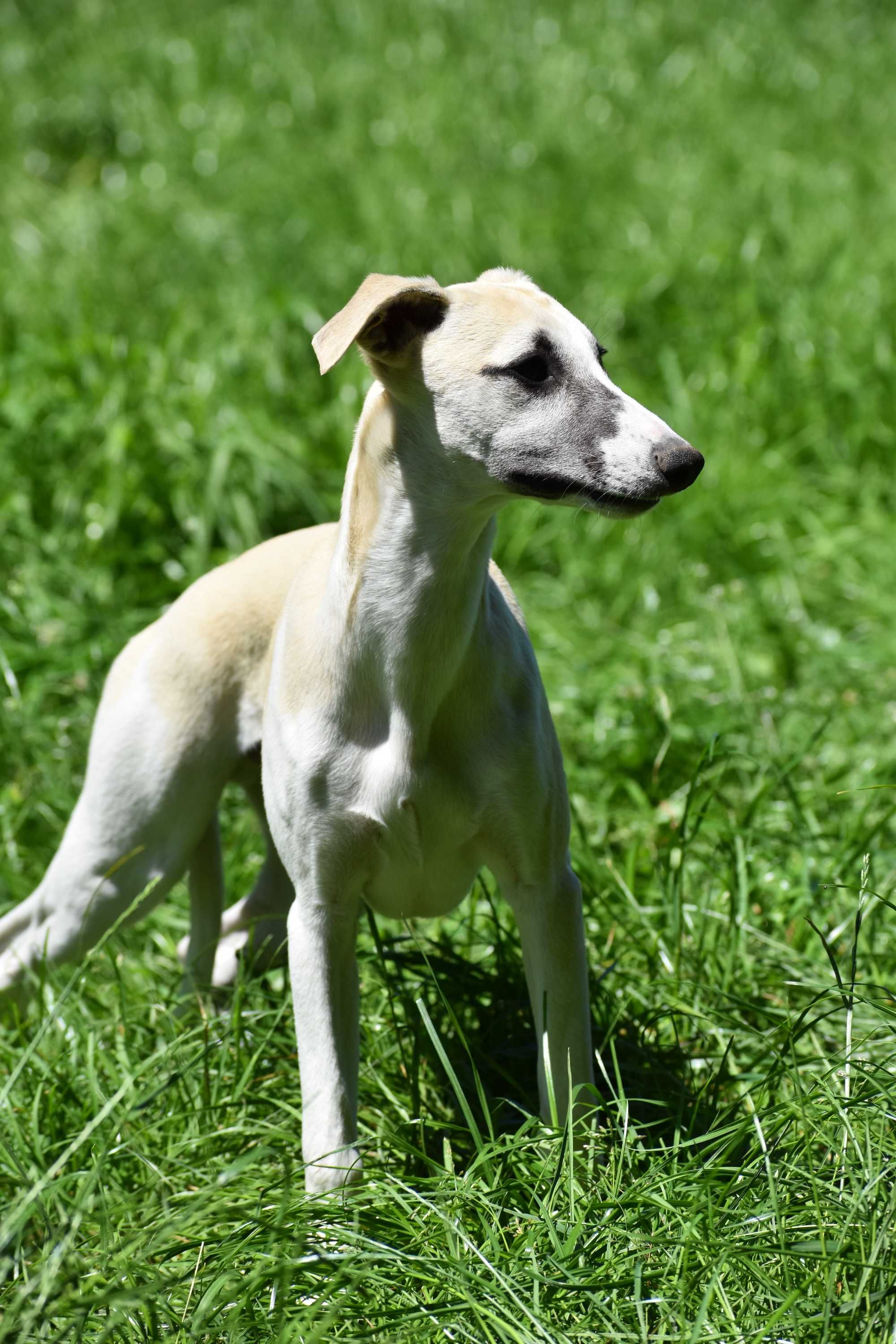 Chart angielski whippet- BARON FCI/ZKwP