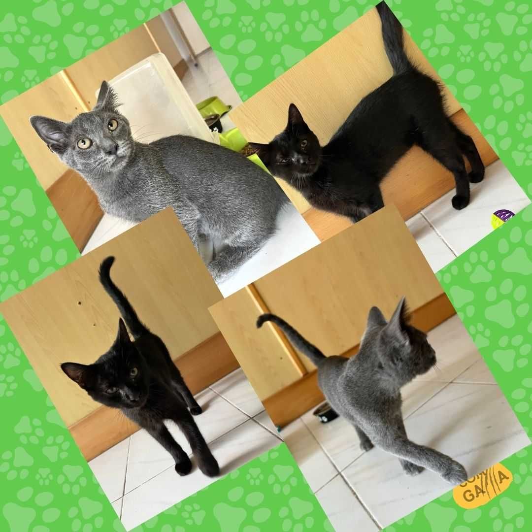 Gatinhos para adoção - Adoção conjunta