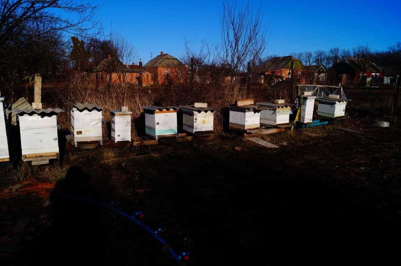 Продам пчелосемьи