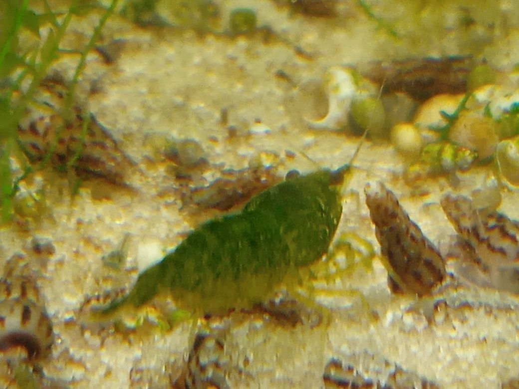 Krewetki Green Jade/krewetka zielona/stawonogi/zwierzęta do akwarium