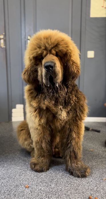 Грумінг Великих пород