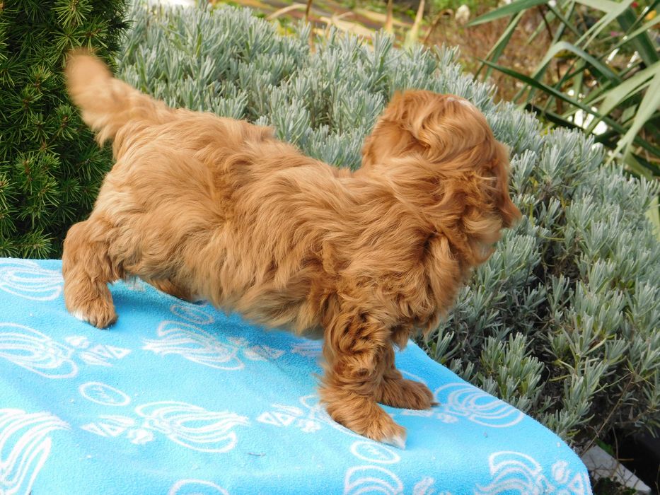 Чудова дівчинка мальтіпу