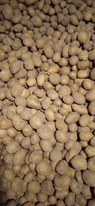 Sprzedam ziemniaki Lord