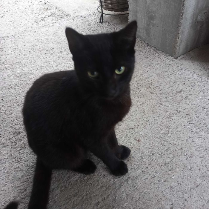 Animais para adoção responsável