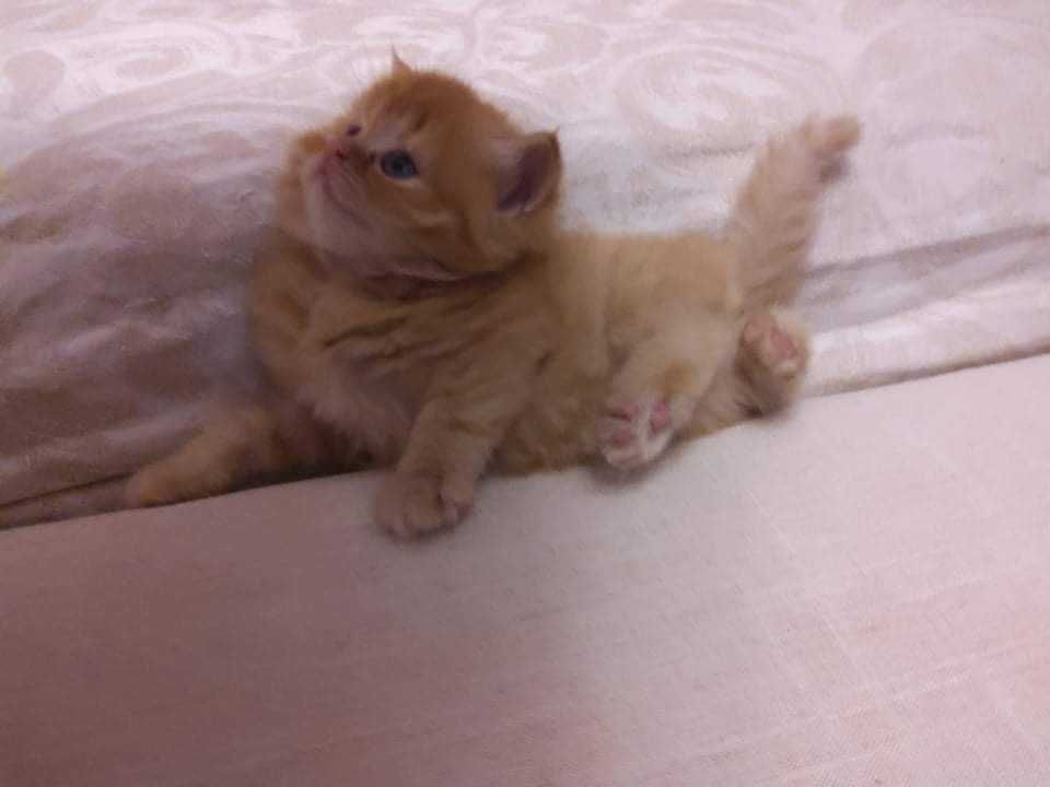 Gato persa puro red