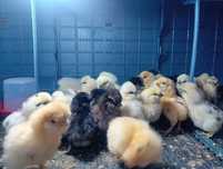 Pisklęta,marans,araucana,silka