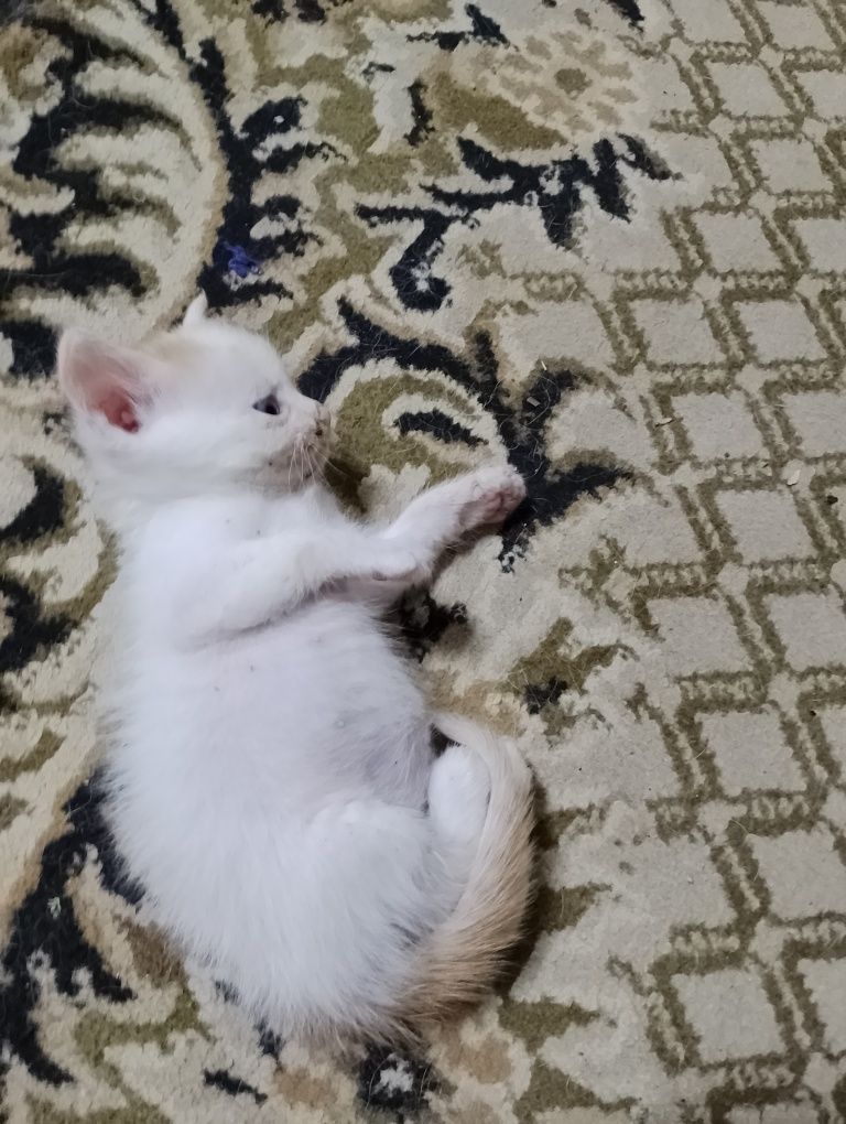 Отдам котят. Пять котиков и одна трёхместная кошечка.