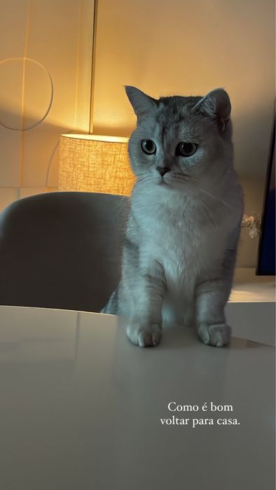 Gatas british shorthair