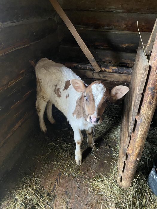 Продам на триманя теличку 4тижні