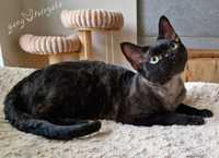 Roczny kocurek Devon Rex