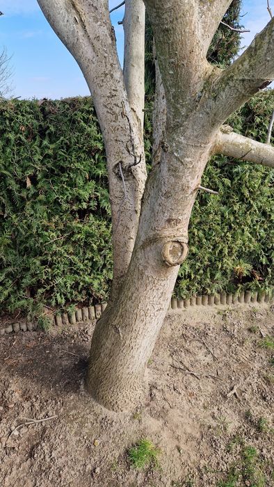 Sprzedam drewno Orzecha Wloskiego