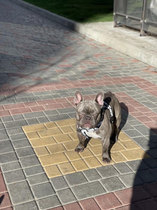 Французский бульдог