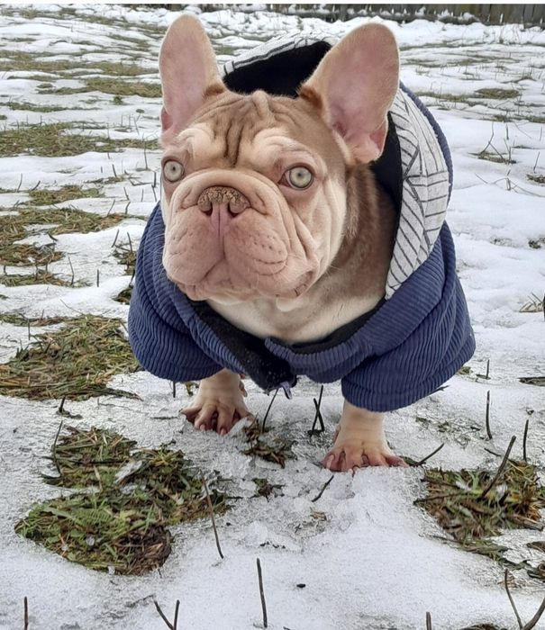 Биг роп Ньюшейд роджо тан масклесс носитель флаффи