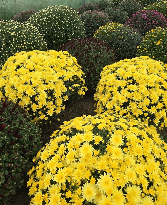 Chryzantemy piękne, okazałe kule