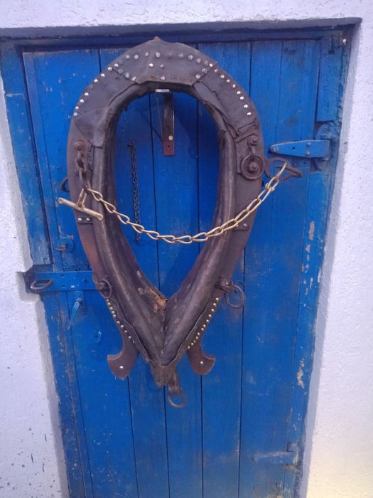 Homonto stare dla konia