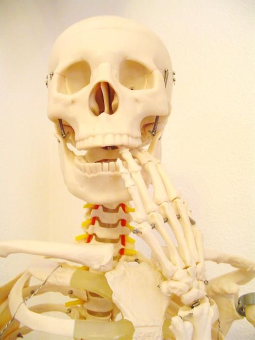 Esqueleto Altura 1,85m