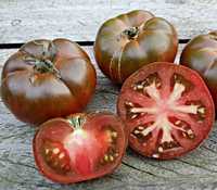 POMIDOR Sweet Marmande - Sadzonki pomidora/rozsady/flance