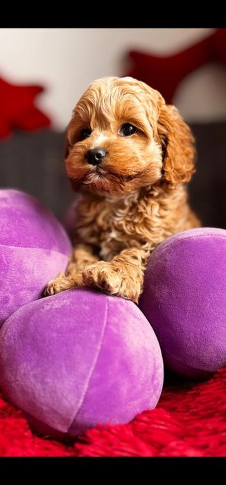 Cudnej urody cocapoo - pudel i cocker spaniel amerykański