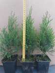 Tuja Thuja Tuje Szmaragd