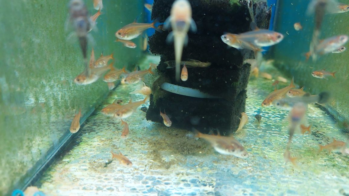 Bystrzyk Amandy (Hyphessobrycon Amandae) WYSYŁKA WYSYŁKA