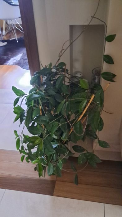 Cudny kwiat pnący Hoja