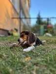 8-tygodniowa suczka beagle z rodowodem