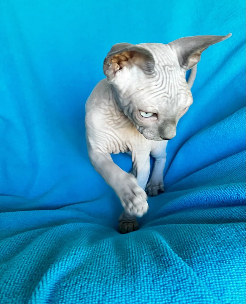 Sphynx canadiano