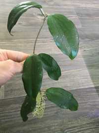 Hoya hoja erythrina cameron island ukorzeniona