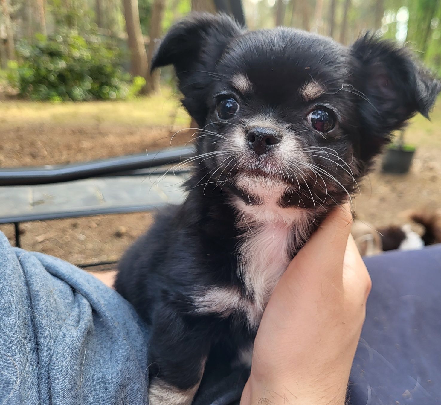 Chihuahua dziewczynka długowłosa ZKwP FCI