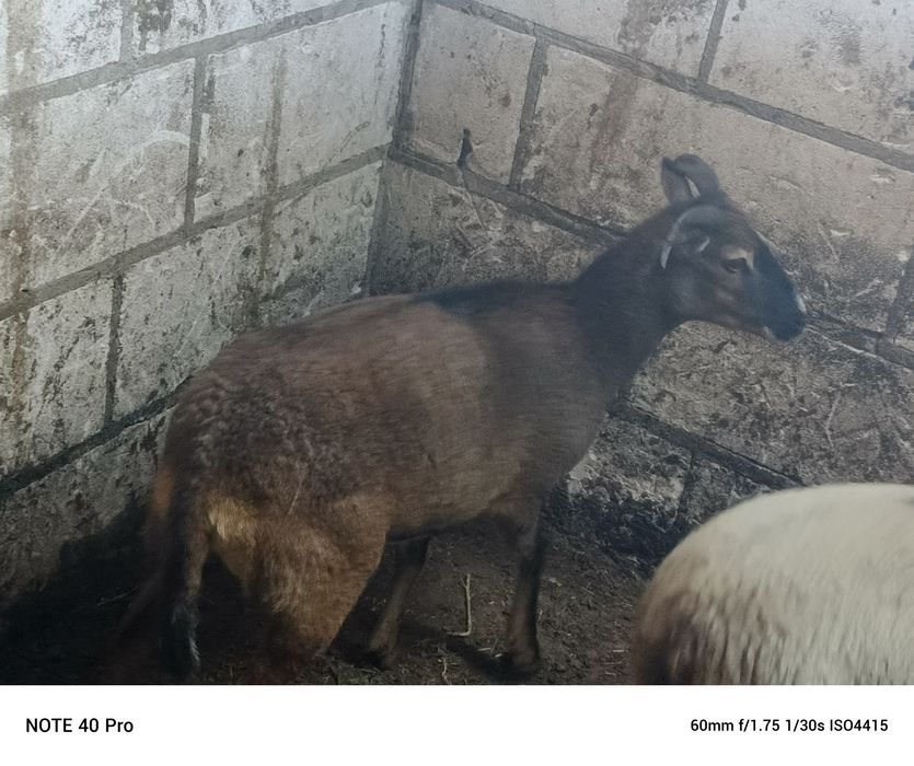 Owca muflon 1,5 roku